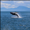 baleine.png