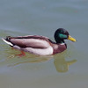 canard.jpg