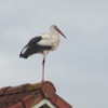 cigogne.jpg