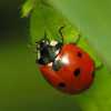 coccinelle.jpg