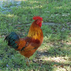 coq.jpg