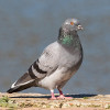pigeon.jpg