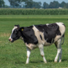 vache.png